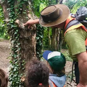 Hollow Tree Adventure Walks Wild about Pla Outdoor Nursery Forest School Putney
